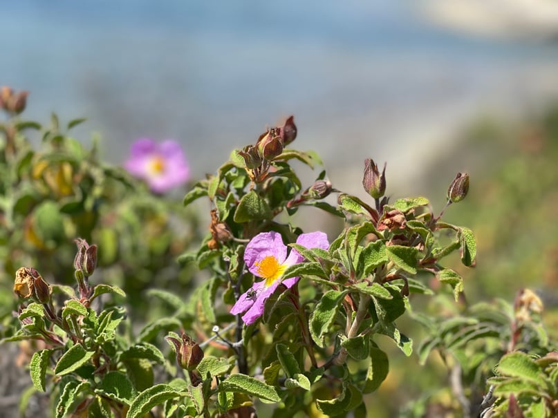 Maquis flower